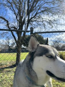 Walter and the raised fence