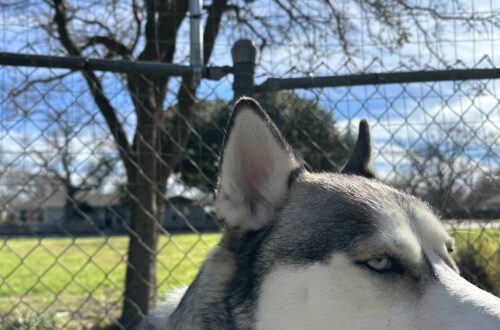 Walter and the raised fence