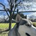 Walter and the raised fence