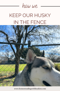 How we keep out huskies inside the fence