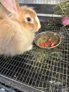 Hermonie and her strawberries 