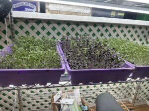 Microgreens